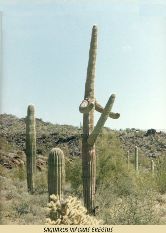 Cactus~1.jpg 72.4K
